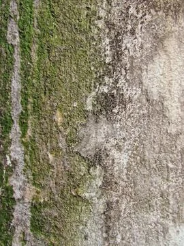 Close-up of Wall Texture Stock Photos