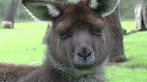 Close up of a wallabie Stock Footage 8655980