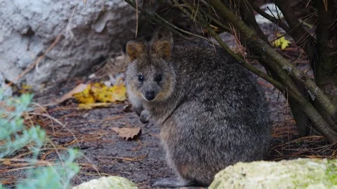 Close up of Wallaby Stock Footage 257208556