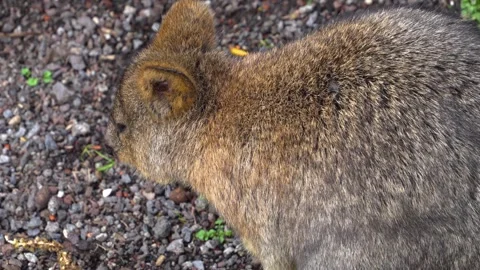 Close up wallaby Stock Footage 270479959