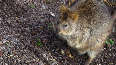 Close up of wallaby Stock Footage 270492070