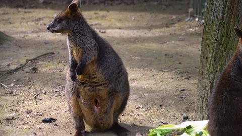 Close up Wallaby Stock Footage 270896686