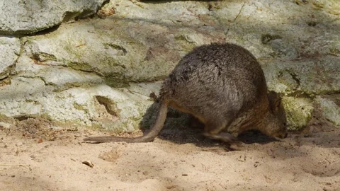 Close up of a Wallaby Stock Footage 273636102