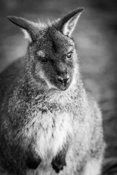 A Close Up Of A Wallaby Front On Stock Photos