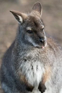 A Close Up Of A Wallaby Front On Stock Photos