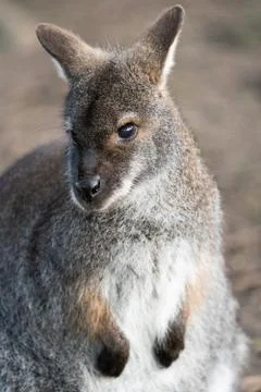 A Close Up Of A Wallaby Front On Stock Photos