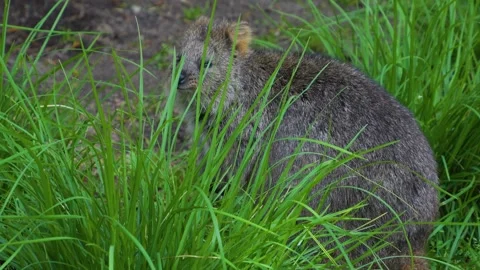 Close up of wallaby kangaroo Stock Footage 273500904