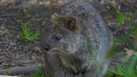 Close up of wallaby kangaroo Stock Footage 273500944