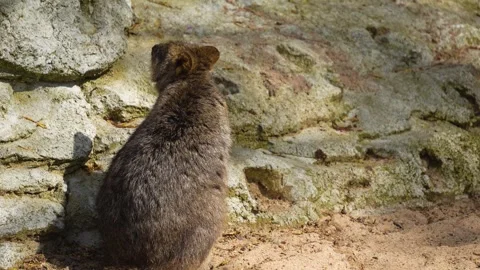 Close up of wallaby kangaroo Stock Footage 275538314