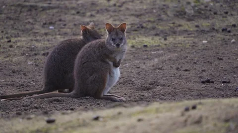 Close up of wallaby Kangaroos Stock Footage 274569752