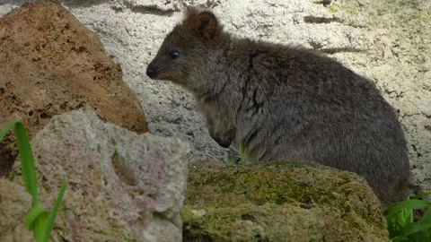 Close up of wallaby rabbit Kangaroo Stock Footage 272343121