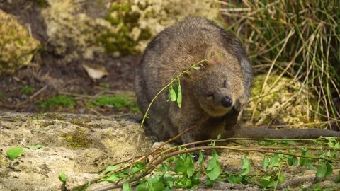 Close up of a wallaby rabbit Kangaroo Stock Footage 275513849