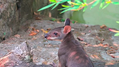 Close wallaby on the river side 스톡 동영상 264996149