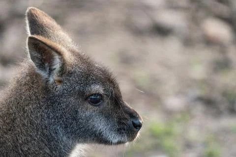 A Close Up Of A Wallaby's Head, Side On Stock Photos