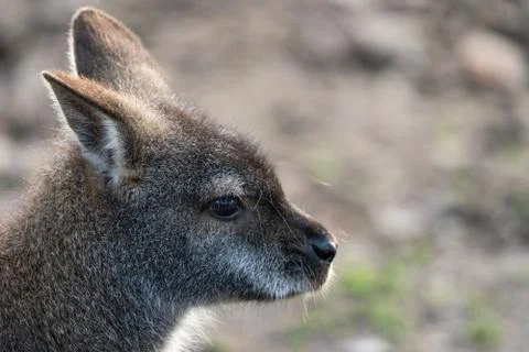 A Close Up Of A Wallaby's Head, Side On Stock Photos