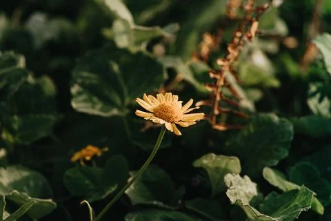 Close up wallpaper of a single flower during spring with copy space Stock Photos