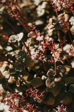 Close up wallpaper of a single flower during spring with copy space Stock Photos