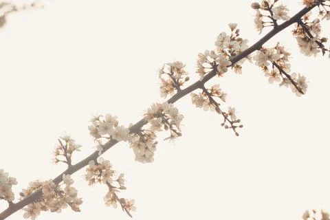 Close up wallpaper of a single flower during spring with copy space Stock Photos