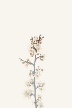 Close up wallpaper of a single flower during spring with copy space Stock Photos