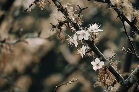 Close up wallpaper of a single flower during spring with copy space Stock Photos