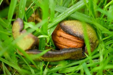 Close-up of a walnut fallen on the grassy ground Stock Photos