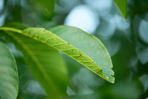 Close up of walnut leaf Stock Photos
