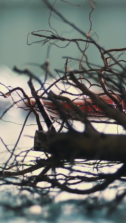 Close-up, walnut stock, walnut seedlings with root system. high-quality grafted Stock Footage 319653266