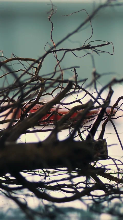 Close-up, walnut stock, walnut seedlings with root system. high-quality grafted Stock Footage 320610081