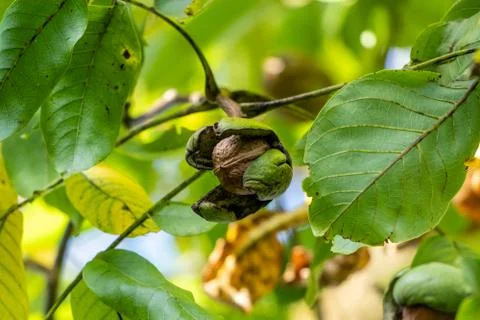 Close-up of walnut on a tree in autumn Stock Photos