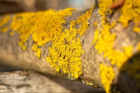 Close-up of a walnut tree branch covered with bright yellow lichen. Fotos Stock