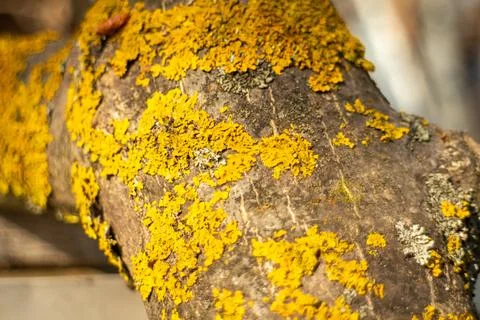 Close-up of a walnut tree branch covered with bright yellow lichen. Stock Photos