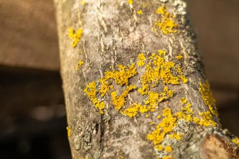 Close-up of a walnut tree branch covered with bright yellow lichen. Stock Photos