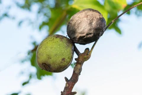 Close up of walnuts affected by blight disease Stock Photos