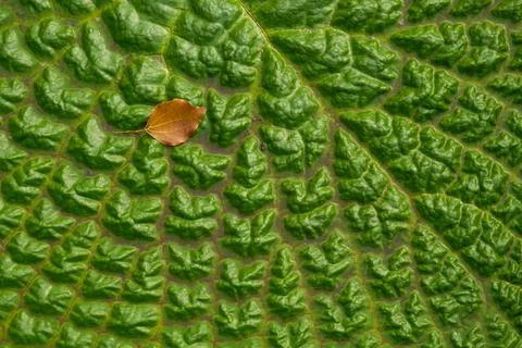 Close-up of Wanglian leaf texture. A red leaf falls on it. Stock Photos