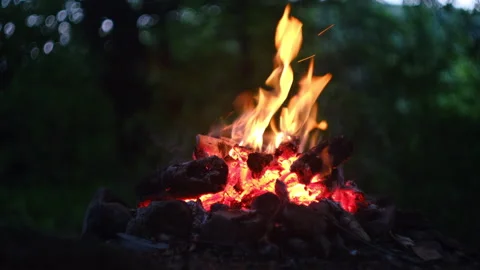 Close up of warm campfire on background evening forest Stock Footage 329568788