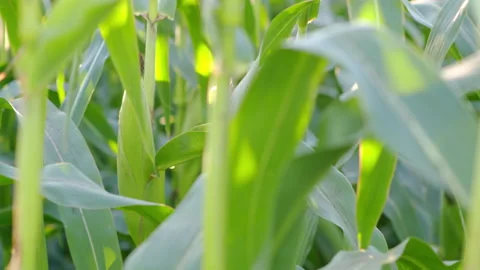 Close up. Warm evening sunlight plays on the green leaves and ears of the corn. Stock Footage 140631701