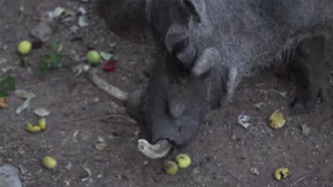 Close Up of Warthog Eating Stock Footage 142486560