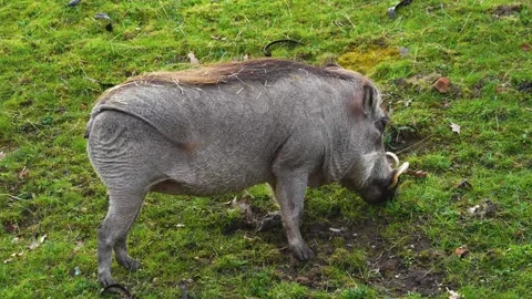 Close up of warthog eating Stock Footage 270589771