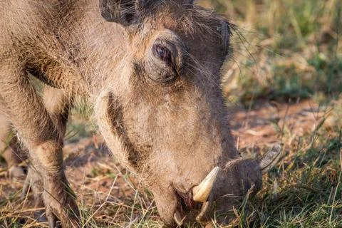 Close up of a Warthog eating. Stock Photos