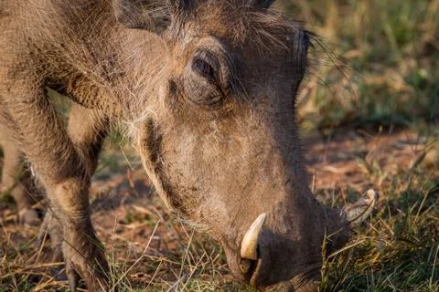 Close up of a Warthog eating. Stock Photos