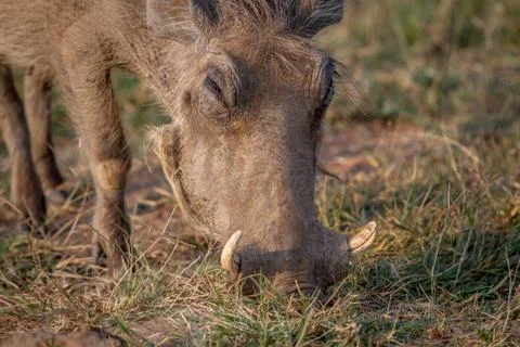 Close up of a Warthog eating. Stock Photos