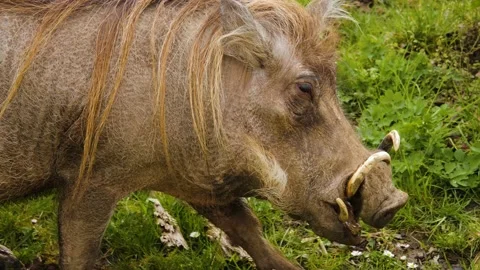 Close up of warthog Stock Footage 238950979