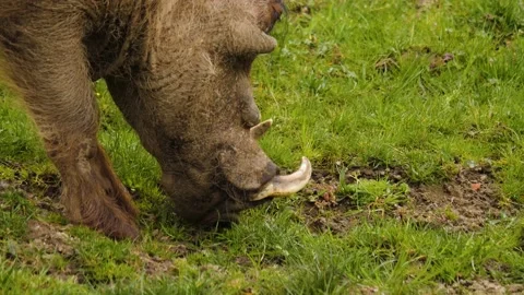 Close up of warthog Video stock 238952890