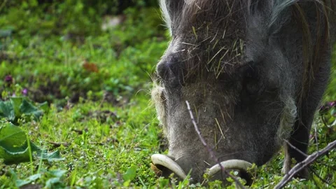 Close up of a warthog grazing Stock Footage 270876224