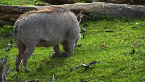 Close up of warthog on a meadow Stock Footage 270860487