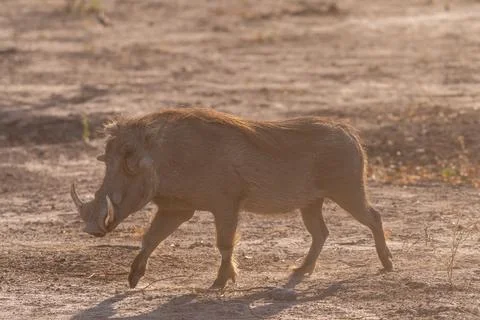 Close-up of a Warthog Stock Photos