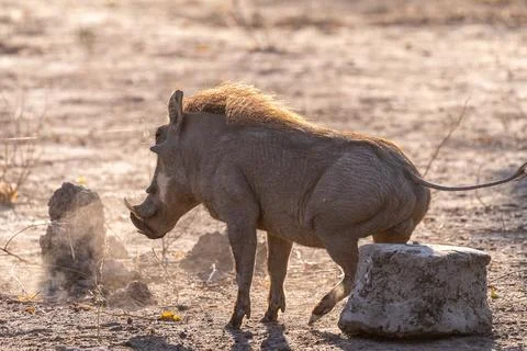 Close-up of a Warthog Stock Photos