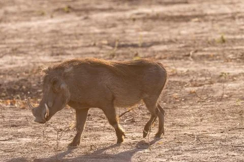 Close-up of a Warthog Stock Photos