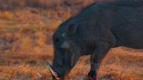 Close up of a Warthog in the Savannah Stock Footage 263930395