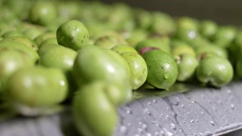 Close up on Washing olives before processing for olive oil production Stock Footage 101898916